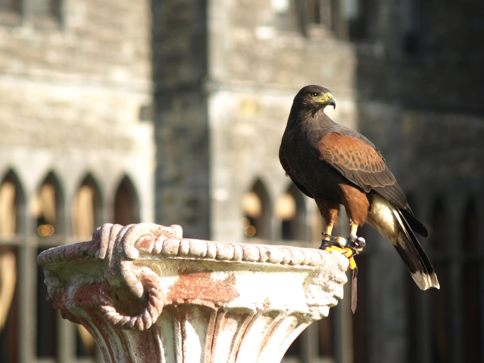 Ashford Castle 호텔 콩 외부 사진